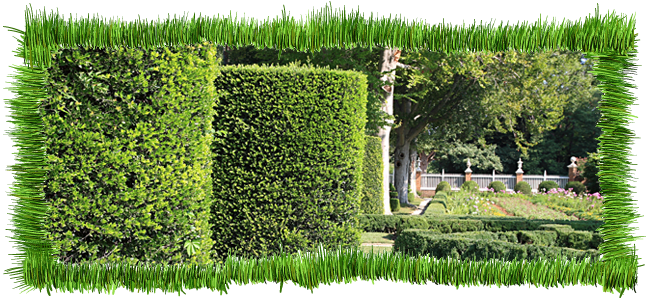 hedge trimming
